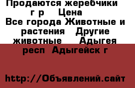 Продаются жеребчики 14,15 16 г.р  › Цена ­ 177 000 - Все города Животные и растения » Другие животные   . Адыгея респ.,Адыгейск г.